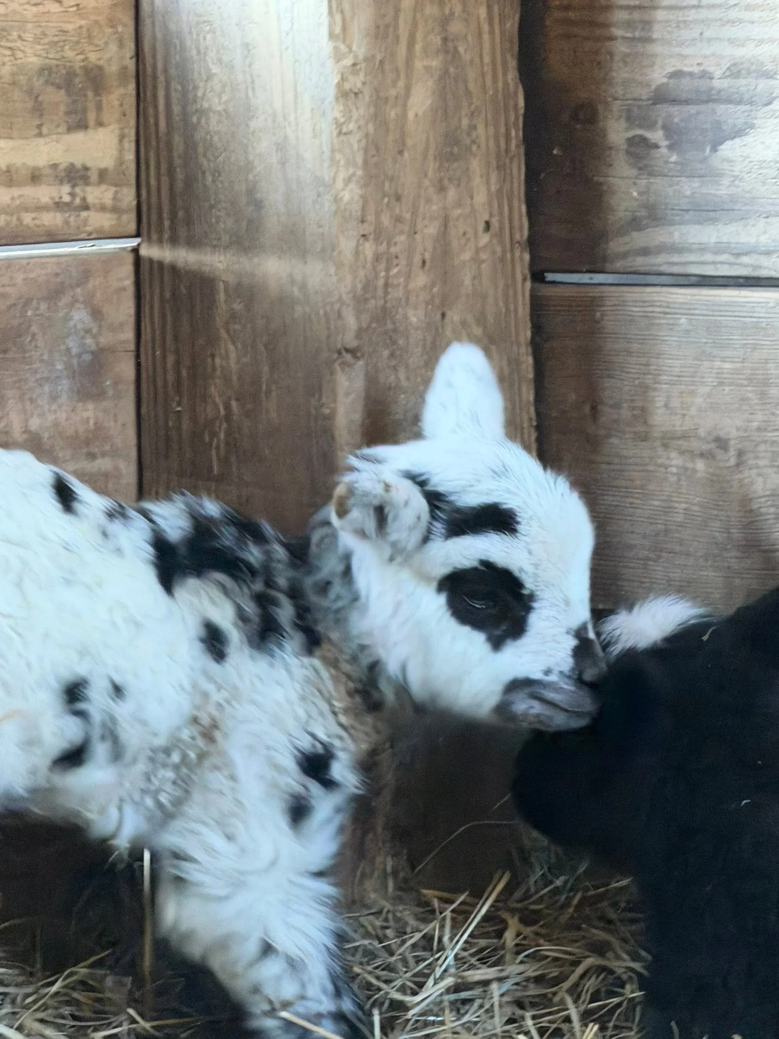 A black and white puppy laying on hay inside a wooden structure.