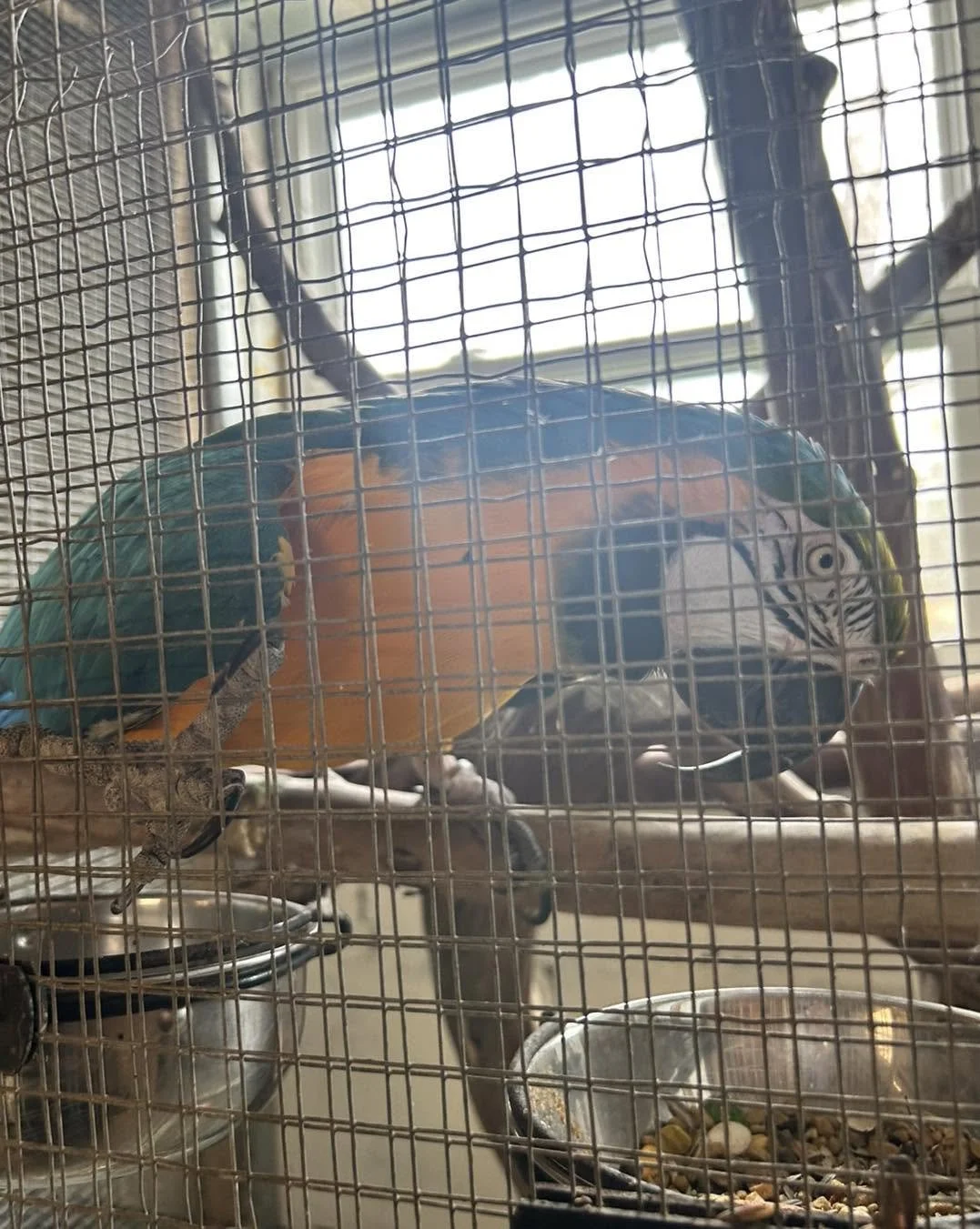 A colorful macaw parrot inside a cage with metal bars, standing on a wooden perch near food bowls.