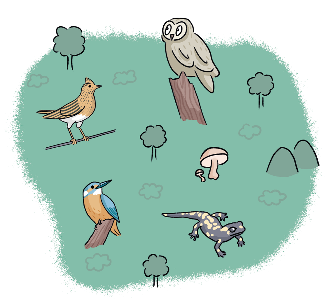 Illustration Heidelberg 1