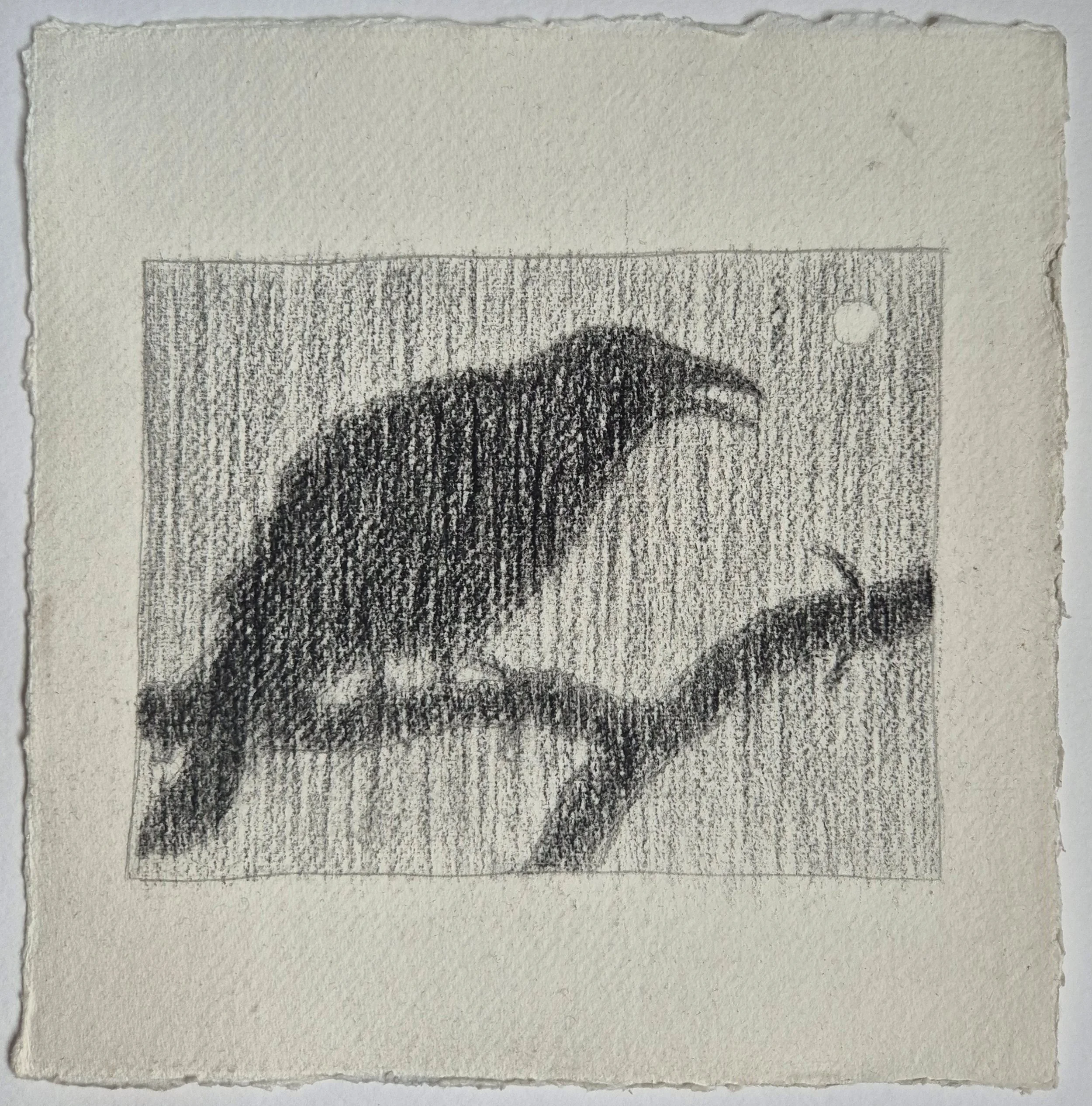 20 x 20 cm // dry pastel, coal & graphite on cotton