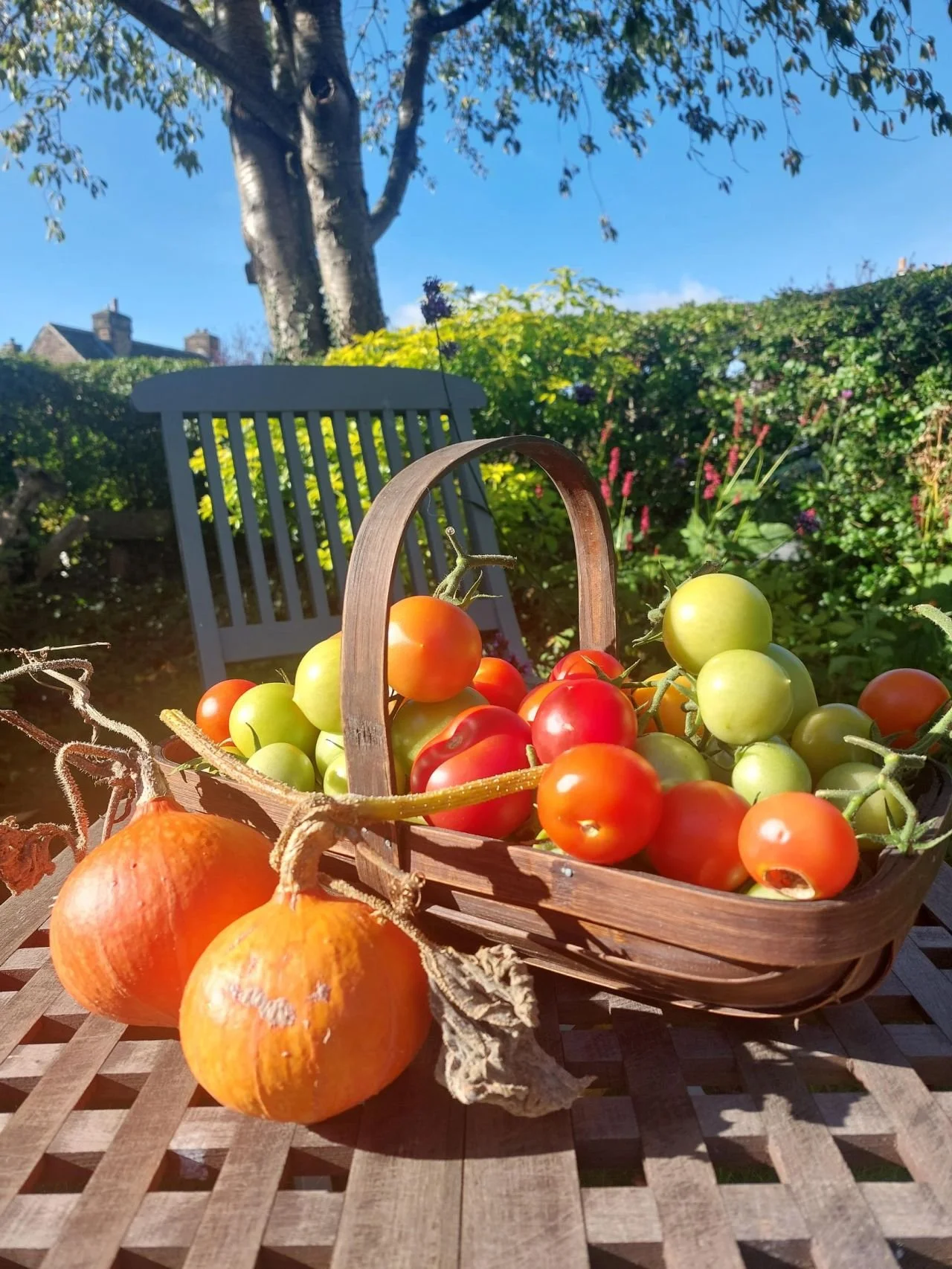 A basket of fresh tomatoes with yellow and red varieties, sitting on a wooden table outdoors. In the background, there are green plants, a tree, a blue sky, and a gray garden chair.