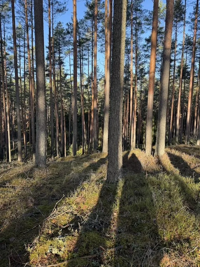 Sunlight through a pine forest in Latvia.