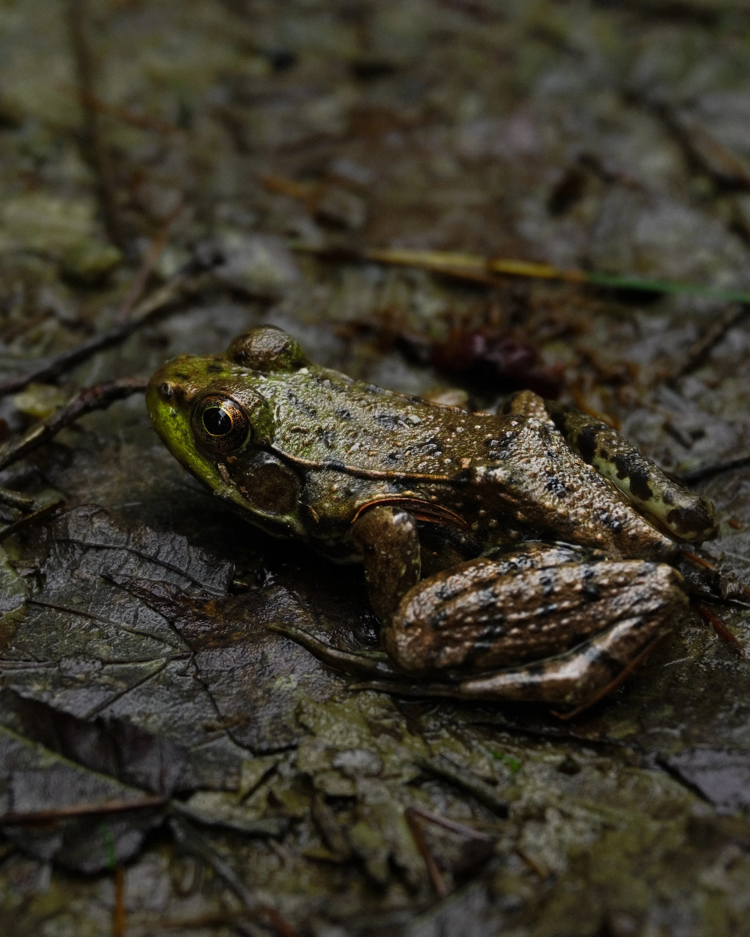 DSC01414 2.JPG