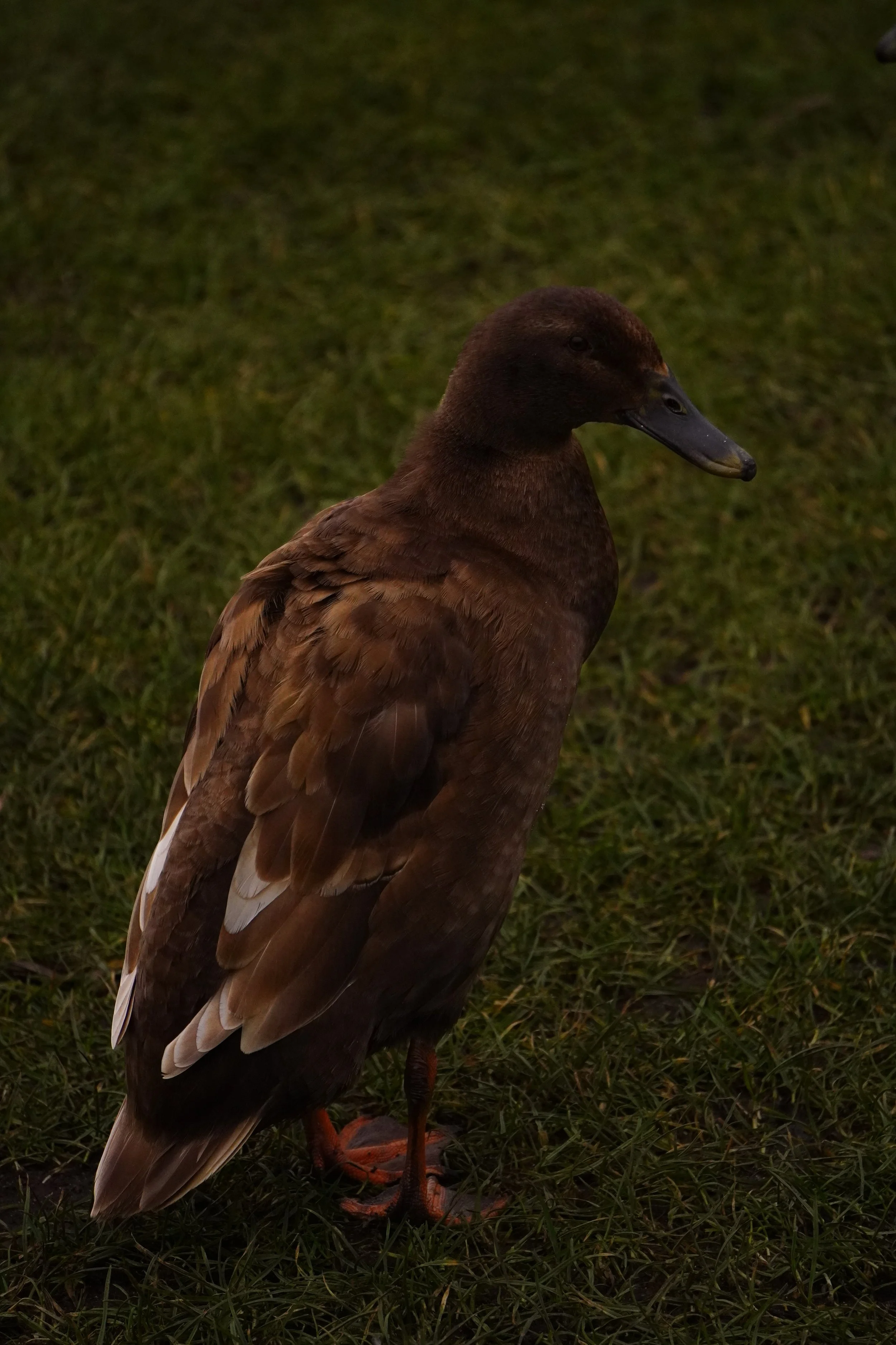 DSC04801 3.JPG