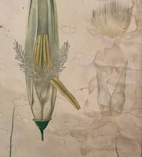 A botanical illustration of a green plant with yellow flowers and grayish-green leaves, with a pencil sketch of two vases in the background.