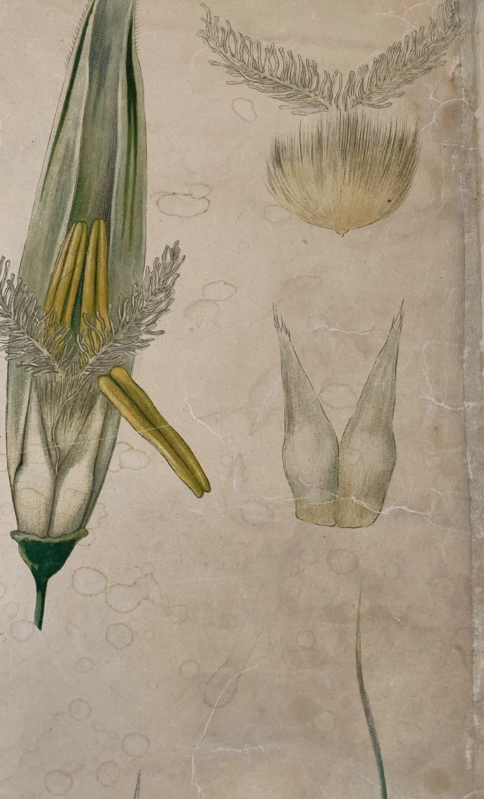 Botanical illustration of plant parts, including a green seed pod with yellow seeds, a flower with feathery petals, and leaves on a beige background.