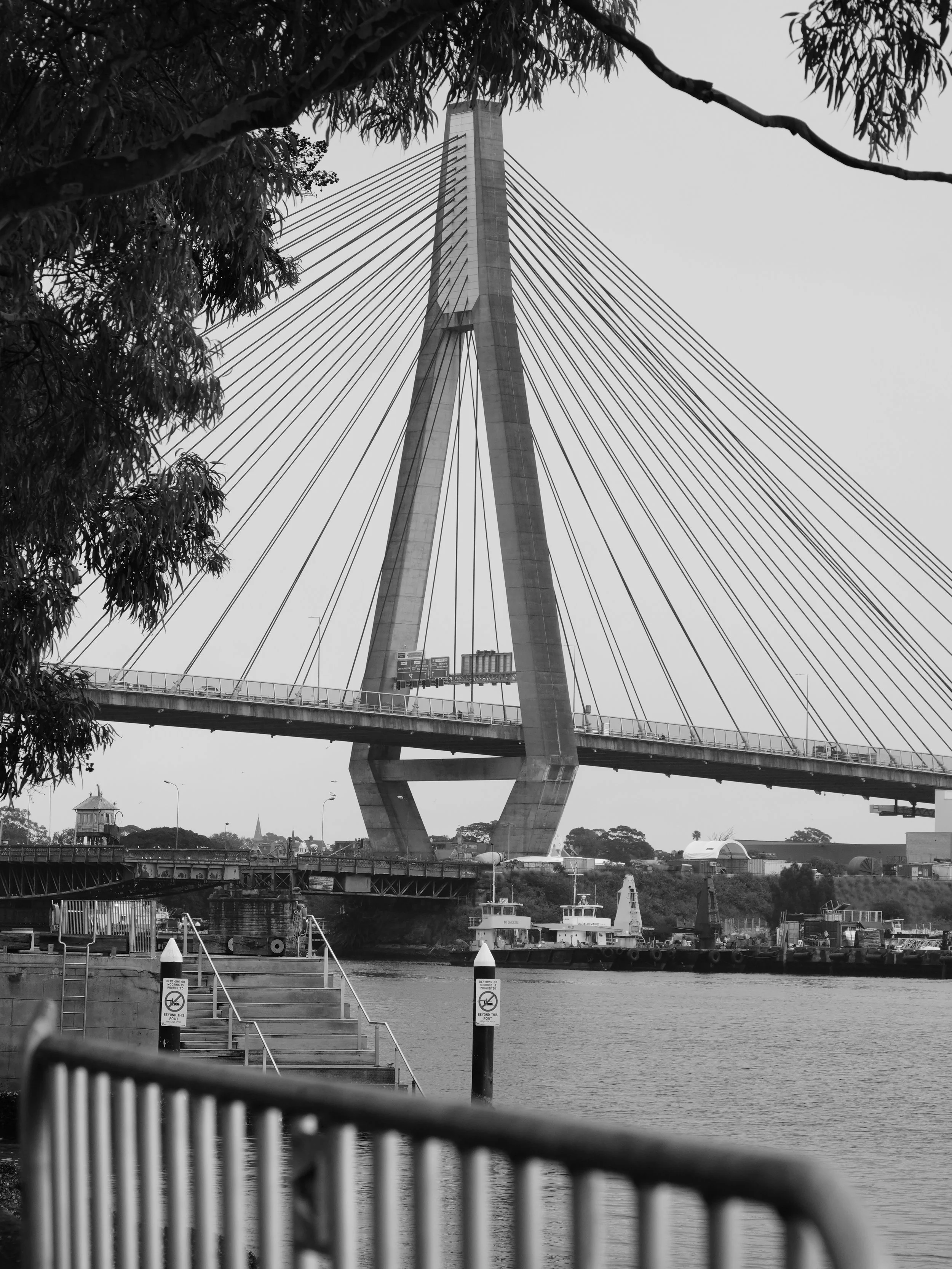 Black and white photograph of a cable-stayed bridge framed by trees Anzac Bridge, Sydney