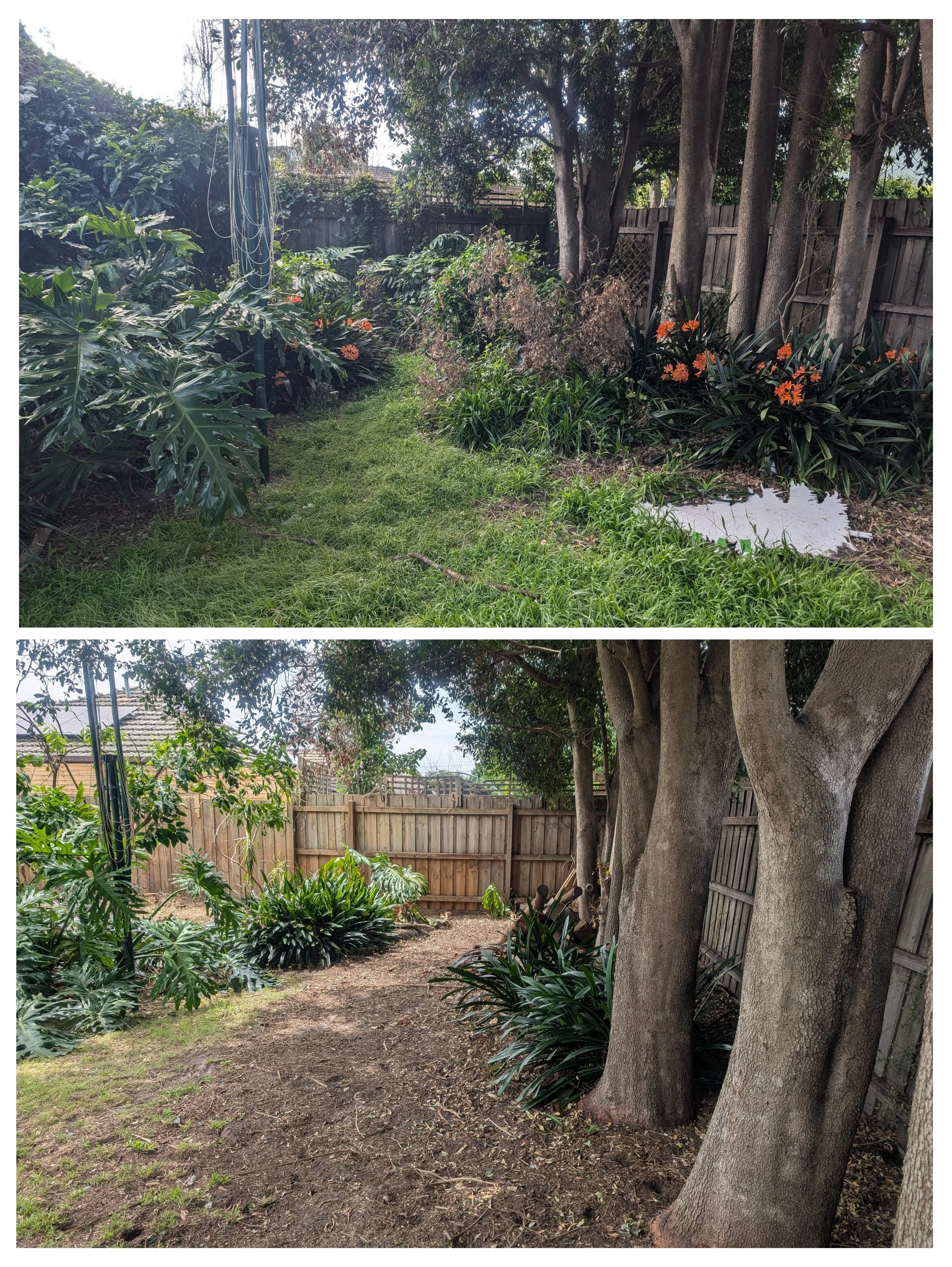 overgrown garden cleanup before and after