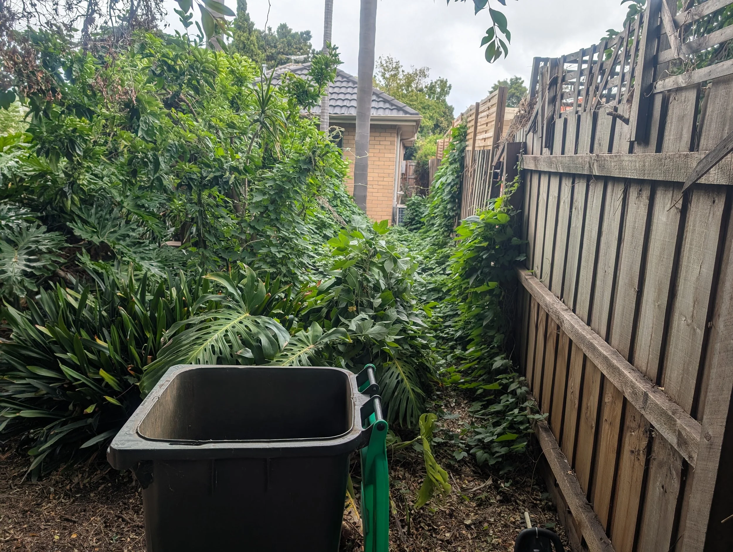 overgrown garden cleanup before