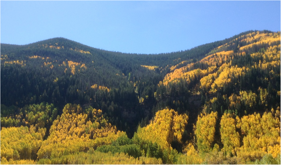 Landscape of rolling hills covered with green and yellow trees under a clear blue sky.