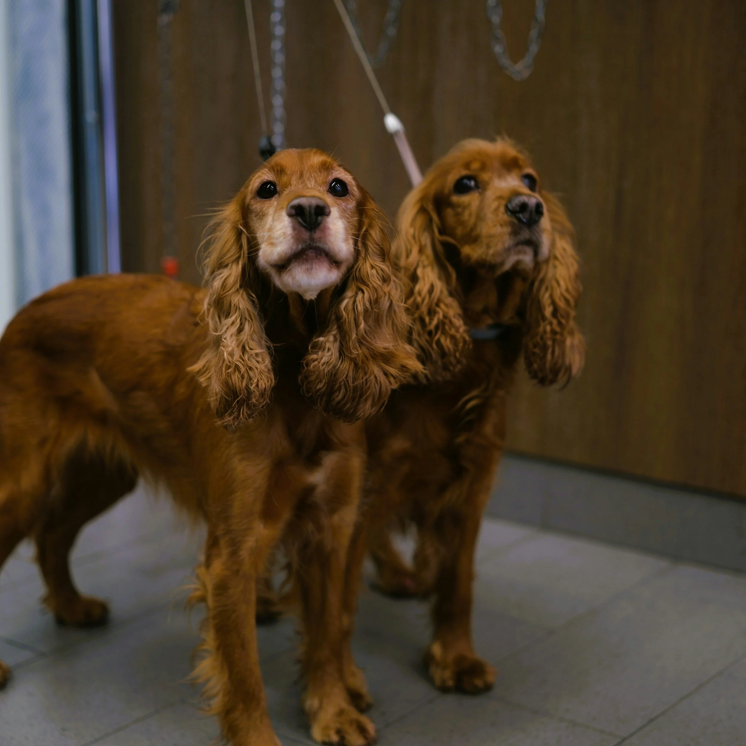 Two Golden Retriever puppies with floppy ears standing on a tiled floor indoors.