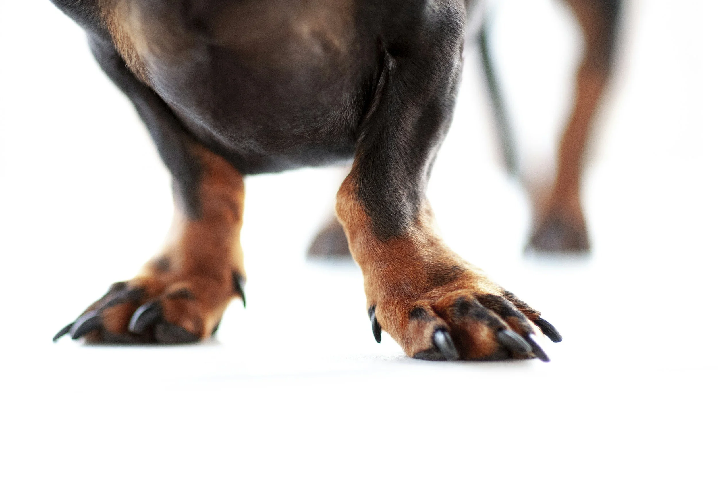 Close-up of a dog's paws and part of its black and brown fur on a white background.