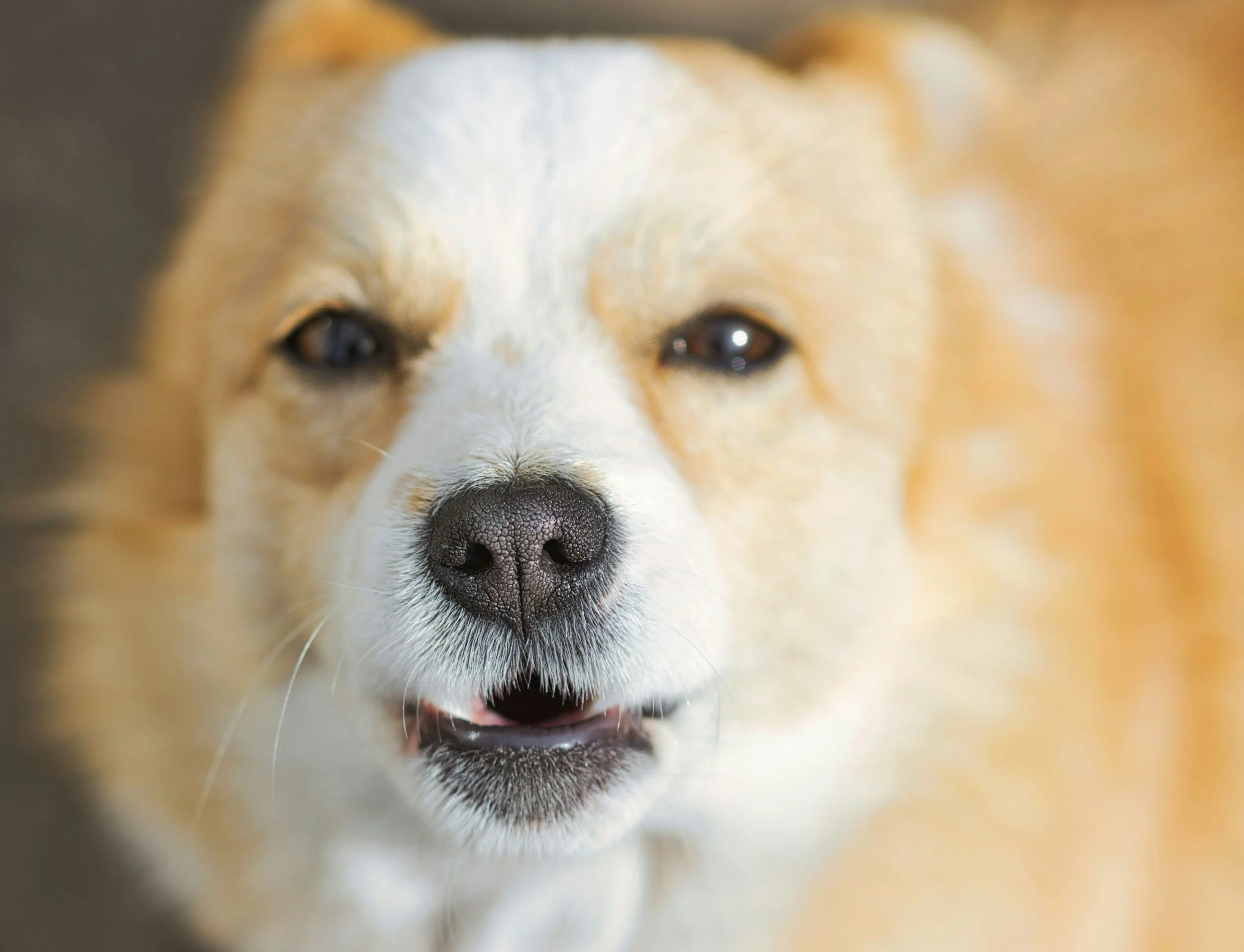 Close-up of a dog's face, showing its nose and eyes, with a blurred background.