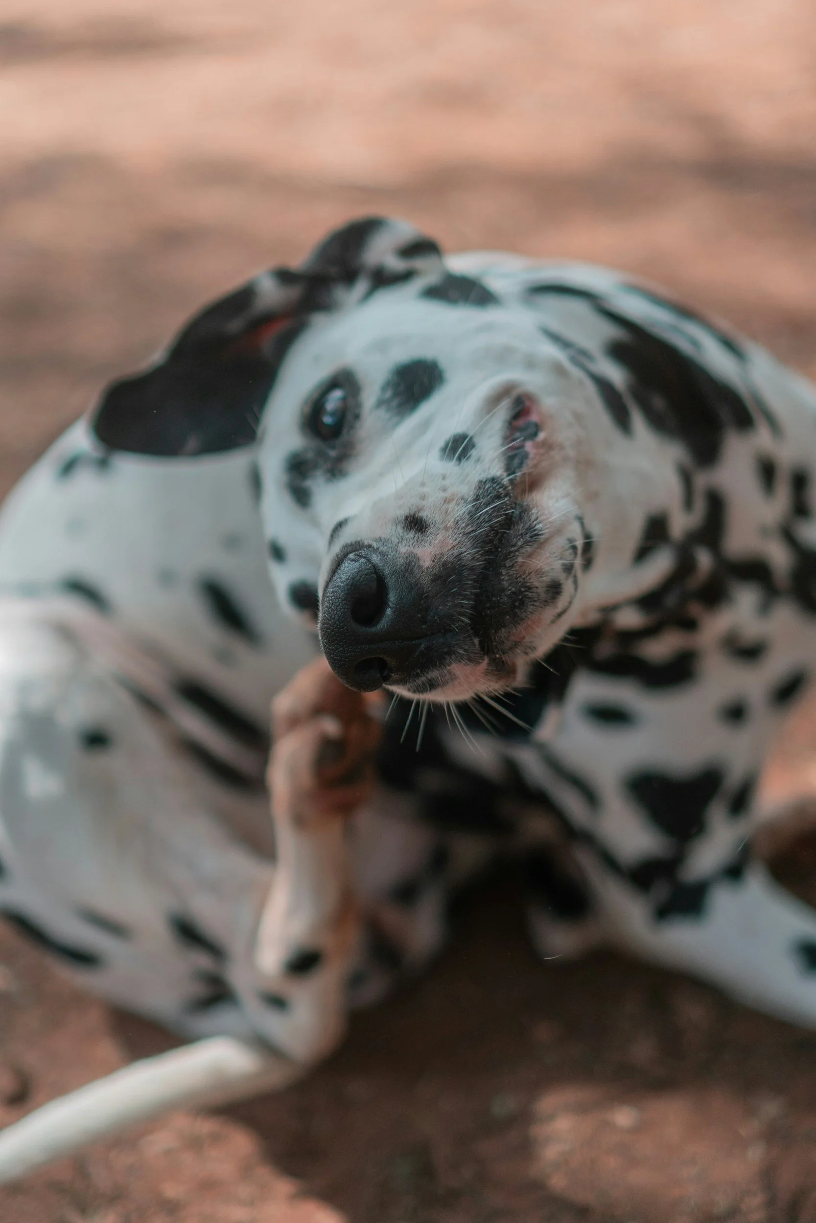 Close-up of a Dalmatian dog lying on a brown surface, looking at the camera with a relaxed expression.