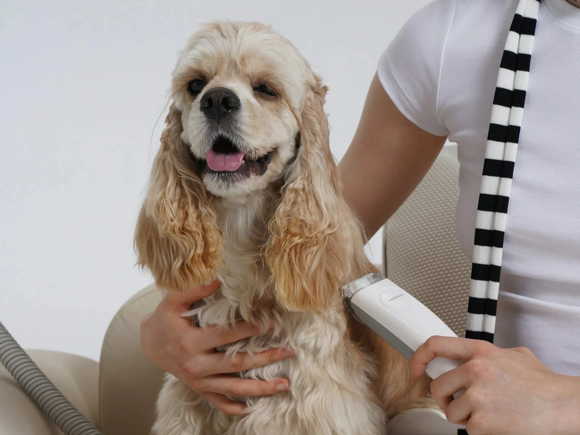 A person holding a golden cocker spaniel dog on their lap during a vet examination. The dog appears happy with its tongue out, and the person is using a handheld device while wearing a striped scarf and a white shirt.