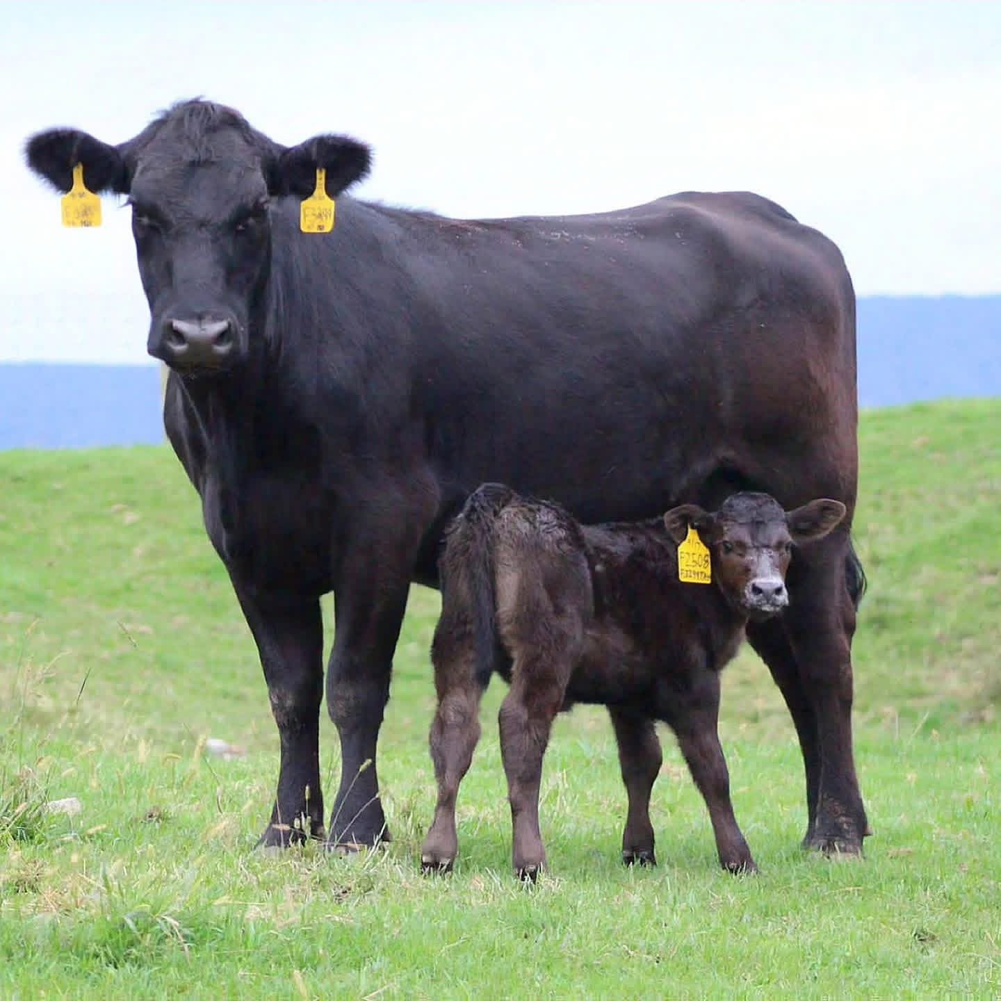 A black cow standing on green grass with her calf nursing, both with yellow ear tags, in a field with a mountain range in the background.
