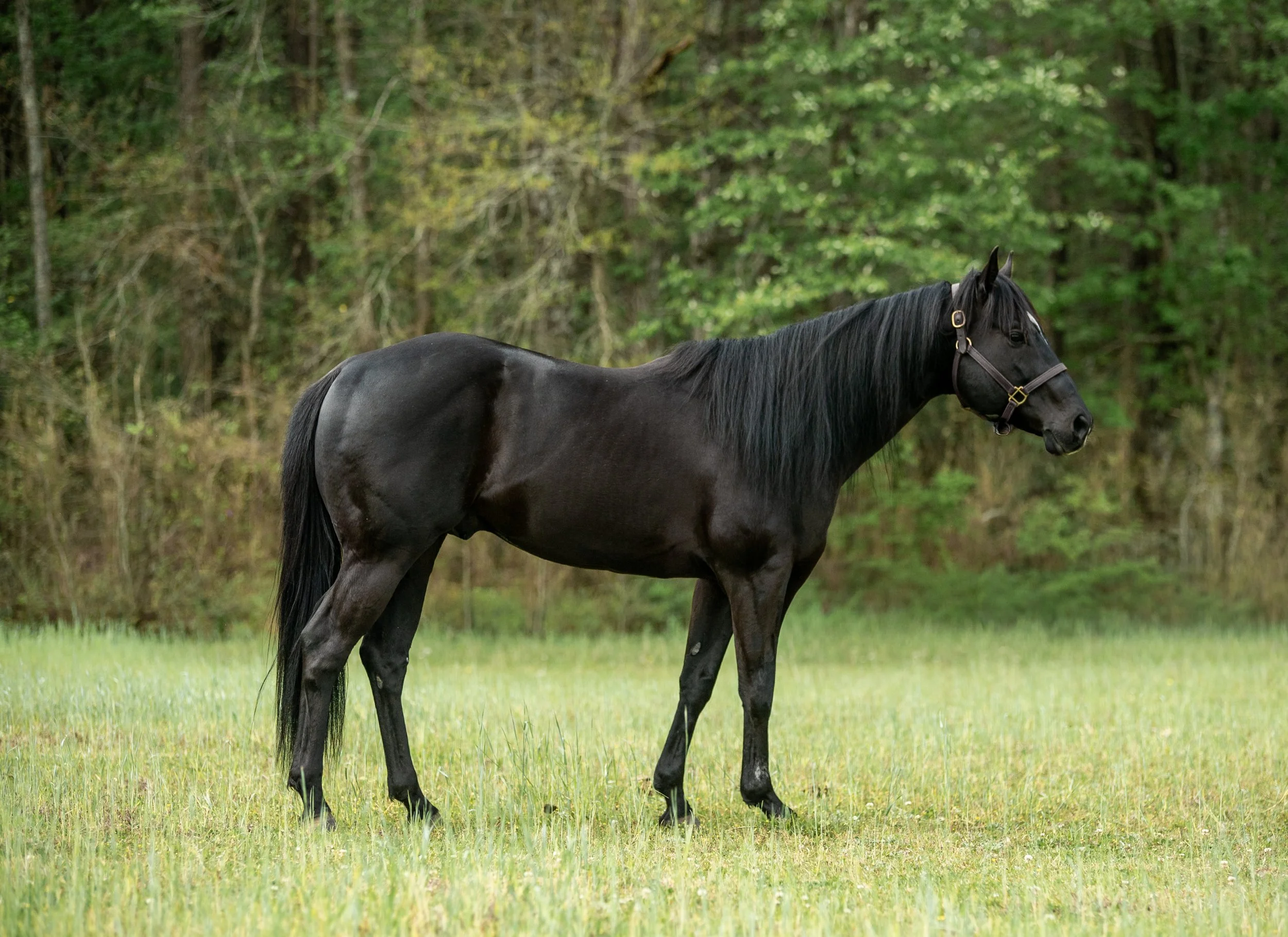 A black horse standing in a grassy field with a forested background.