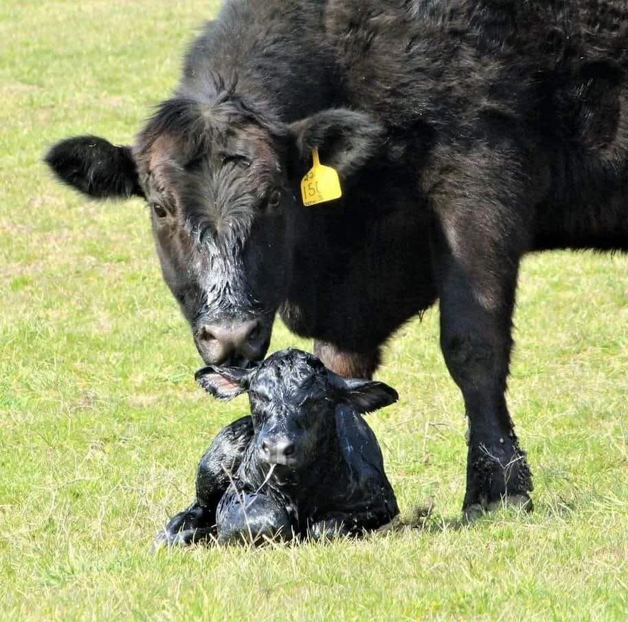 A cow and a calf playing together on a grassy field, with the cow nuzzling the calf.