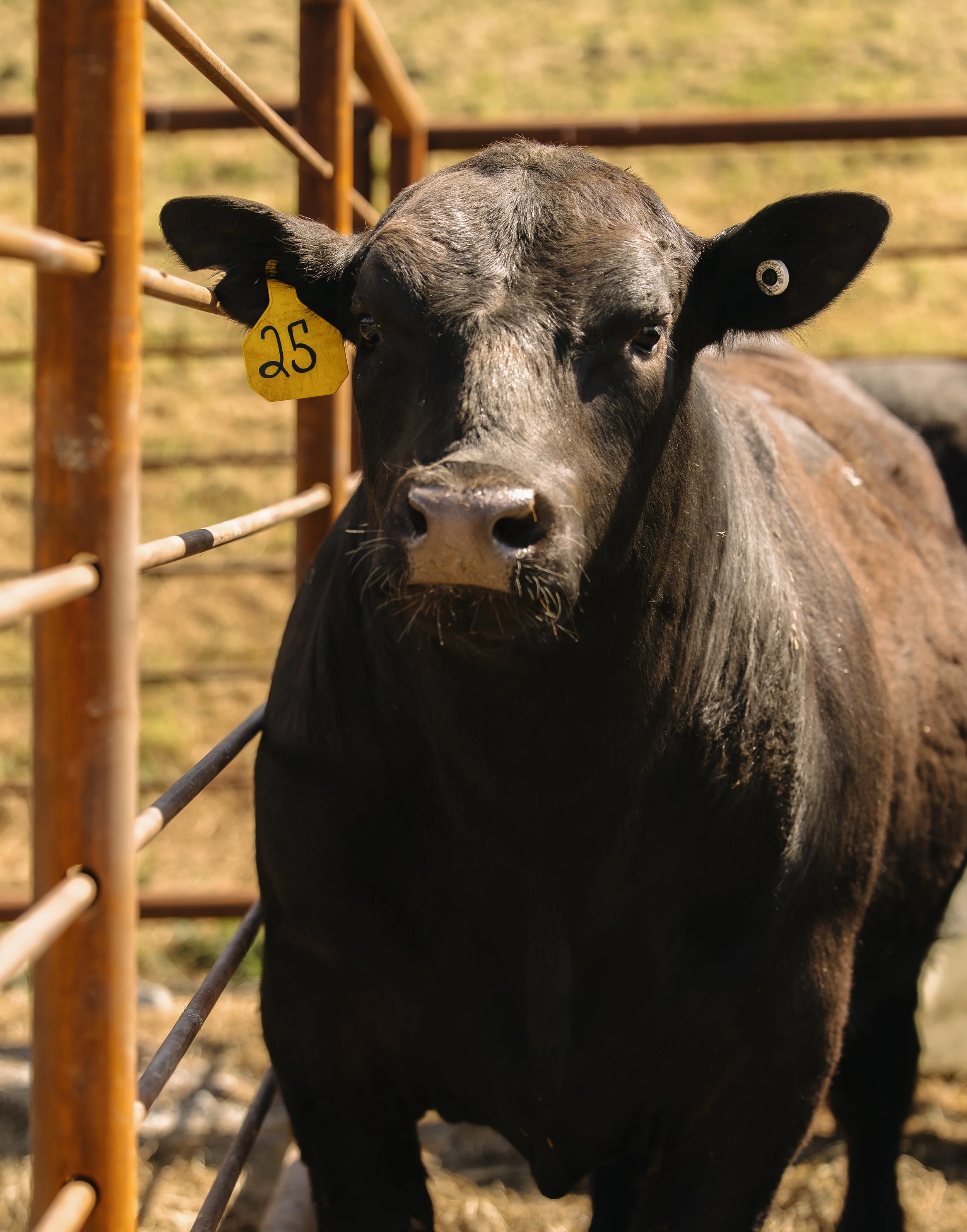 A young black calf with yellow ear tags, standing behind a rusty metal fence on a farm, with a blurred grassy background.
