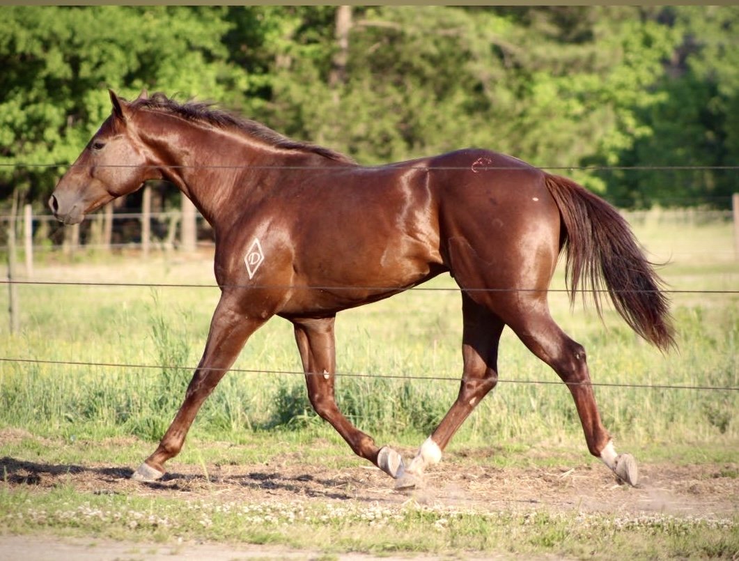 A brown horse with a white star-shaped mark on its side walking outdoors in a grassy field with trees in the background.