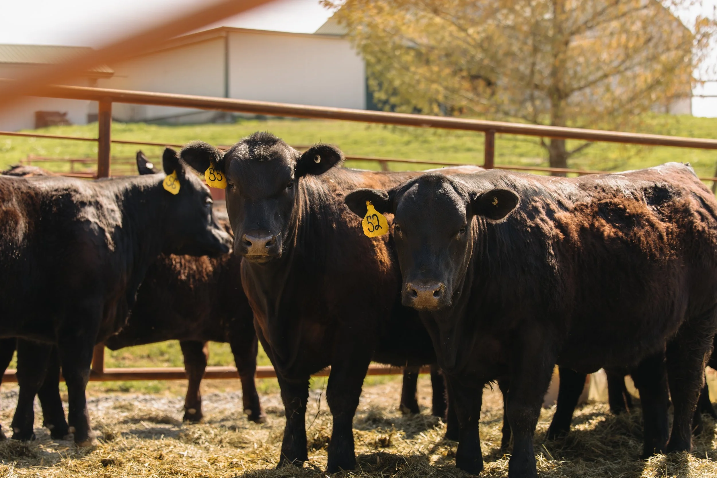 Three black cows standing in a fenced outdoor farm area, with yellow ear tags numbered 52, 53, and partially visible, with a building and trees in the background.