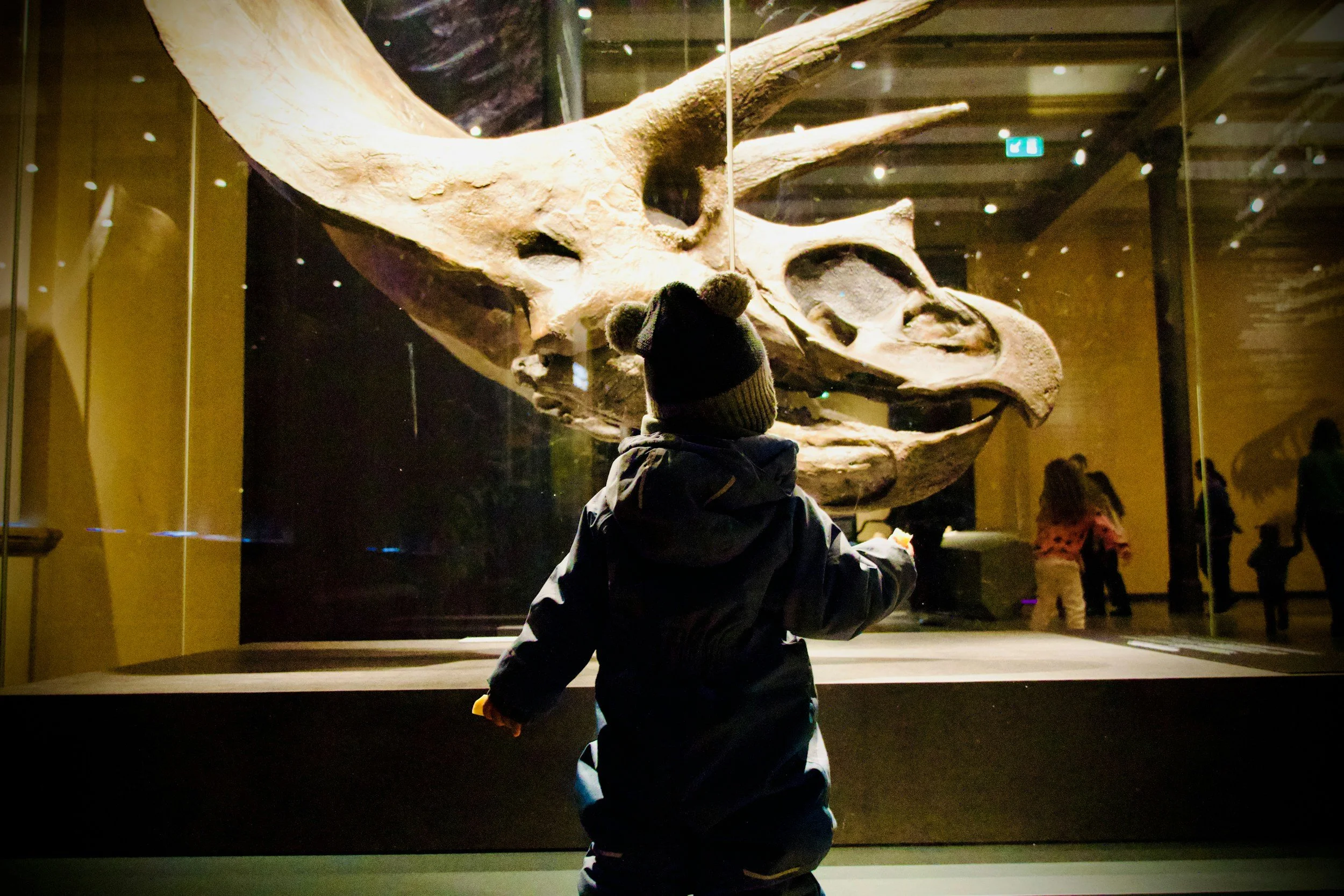 Child wearing a winter jacket and hat looking at a large dinosaur skull display in a museum.