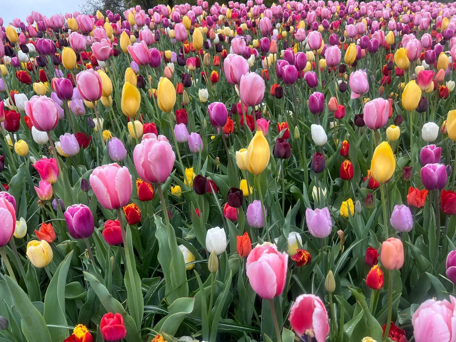 Keukenhof in Bloom