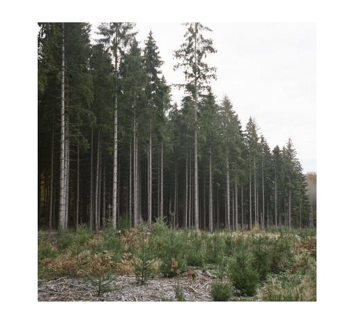 Forest is a great connecting place