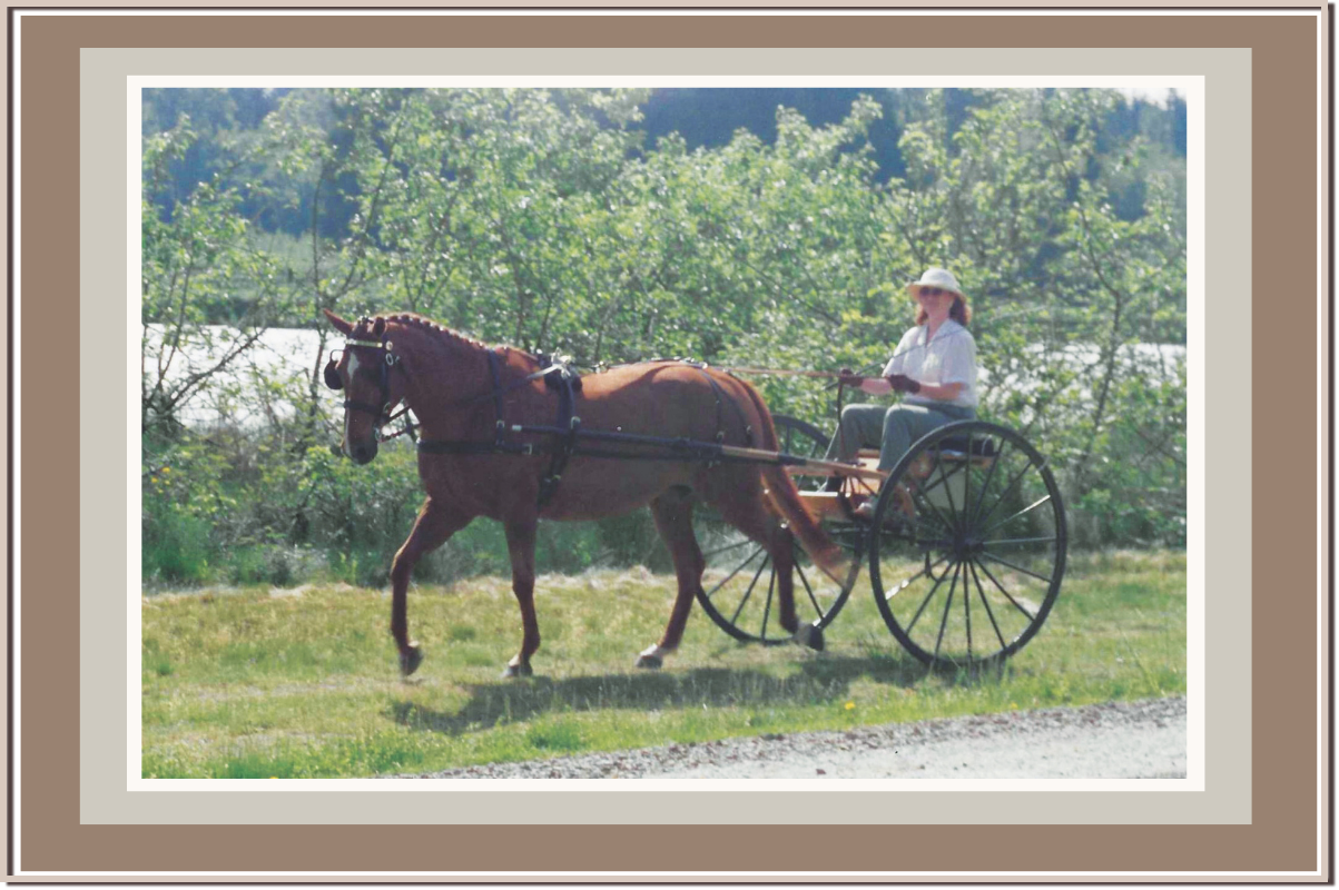 Linda Anne Starr driving a horse-drawn carriage pulled by Bee Gee Whiz celebrating the horse's 30th birthday. Linda Anne Starr | Training the Horse's Beautiful Mind
