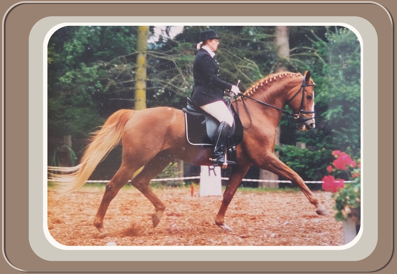 Linda Anne in riding attire, including a black jacket and riding helmet, riding a chestnut horse with a braided mane during a dressage event in an outdoor arena with trees in the background. Linda Anne Starr | Training the Horse's Beautiful Mind