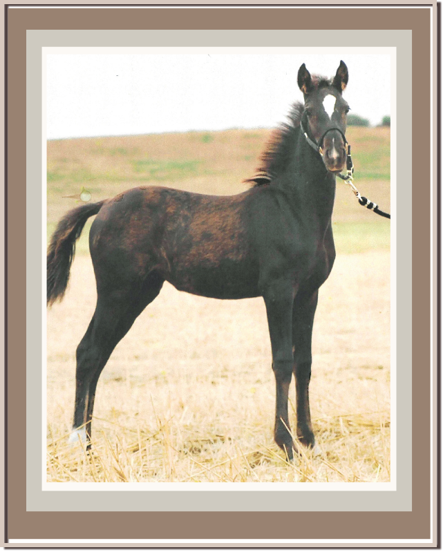 A black foal with a white star on its forehead standing in an open field, being held by a person with a lead rope attached to its halter. Linda Anne Starr | Training the Horse's Beautiful Mind