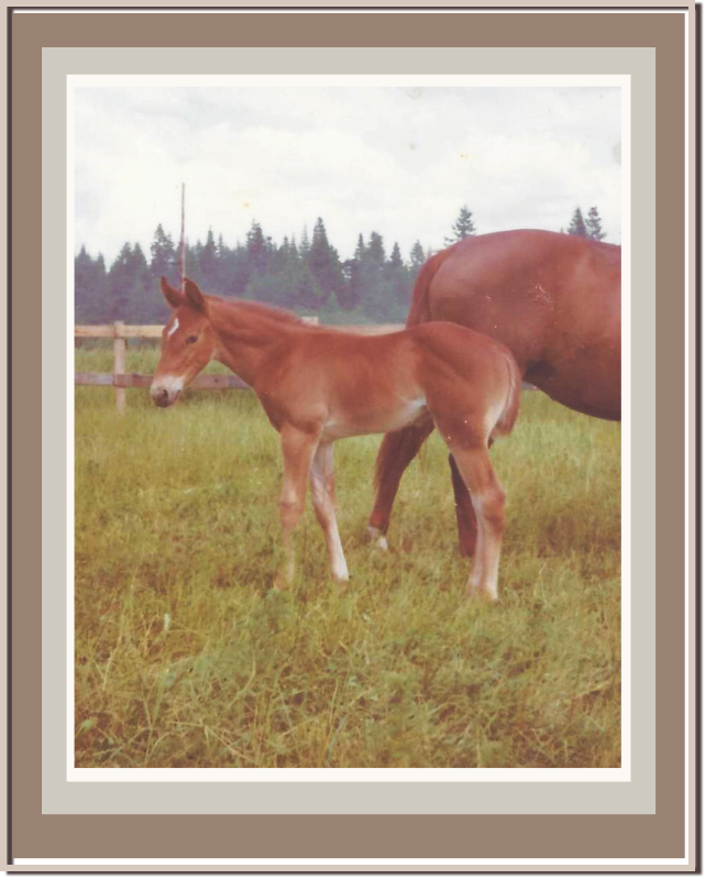 Young foal standing in a grassy field with a larger horse nearby, surrounded by trees under a cloudy sky. Linda Anne Starr | Training the Horse's Beautiful Mind