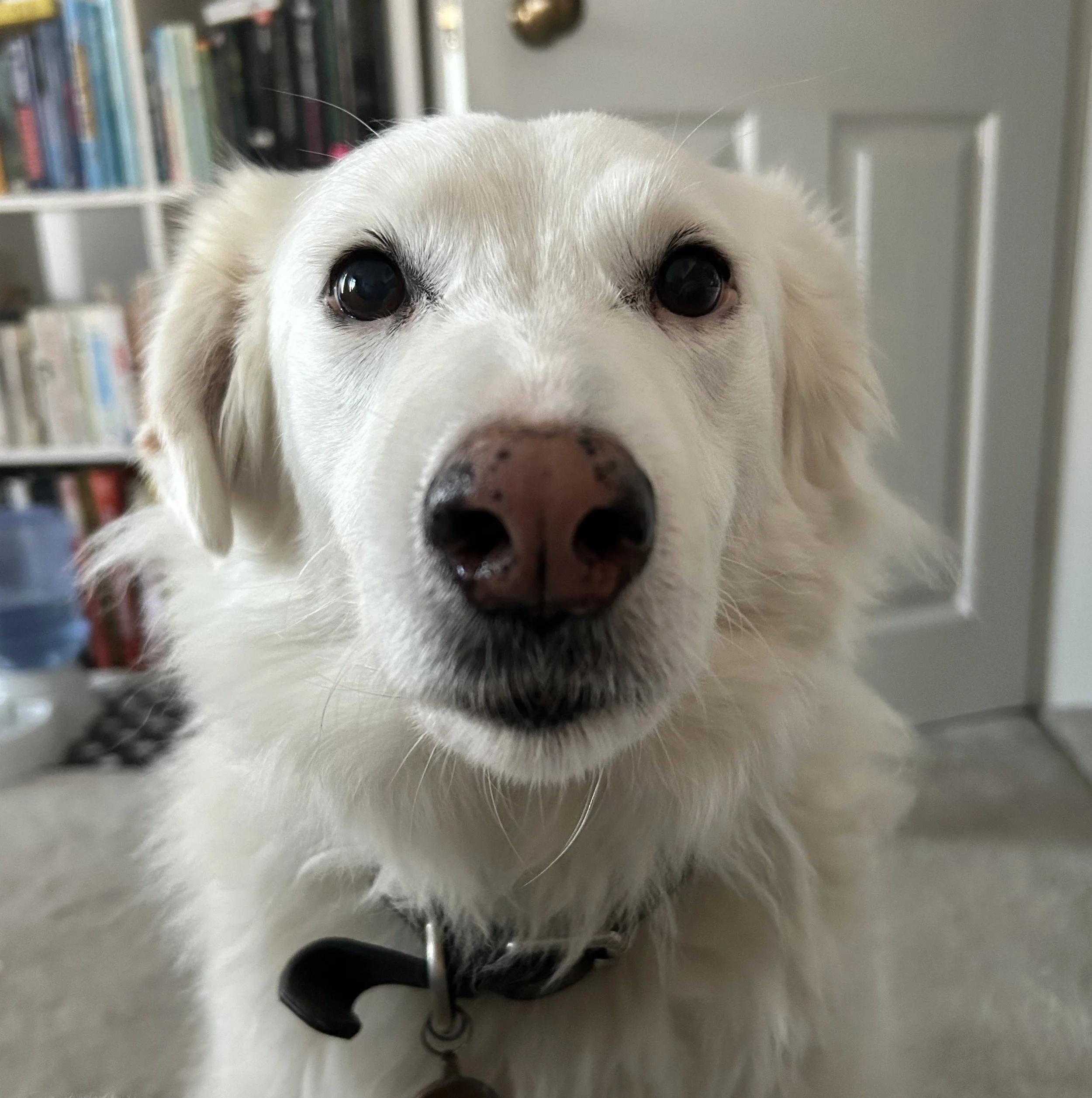 Close-up of a white dog with black markings, large dark eyes, and a nose, standing inside a room with a bookshelf in the background.