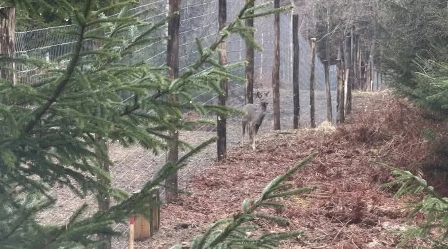Åbning af Gribskov Naturnationalpark