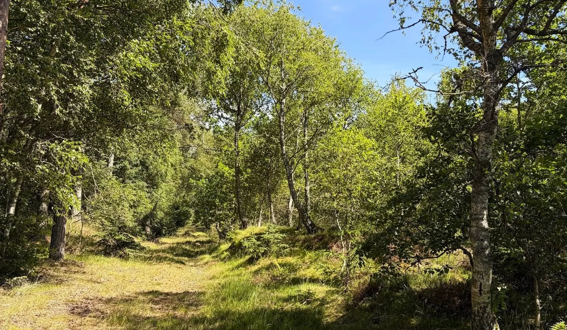 Borgervandring for naturen i Tranum Klitplantage
