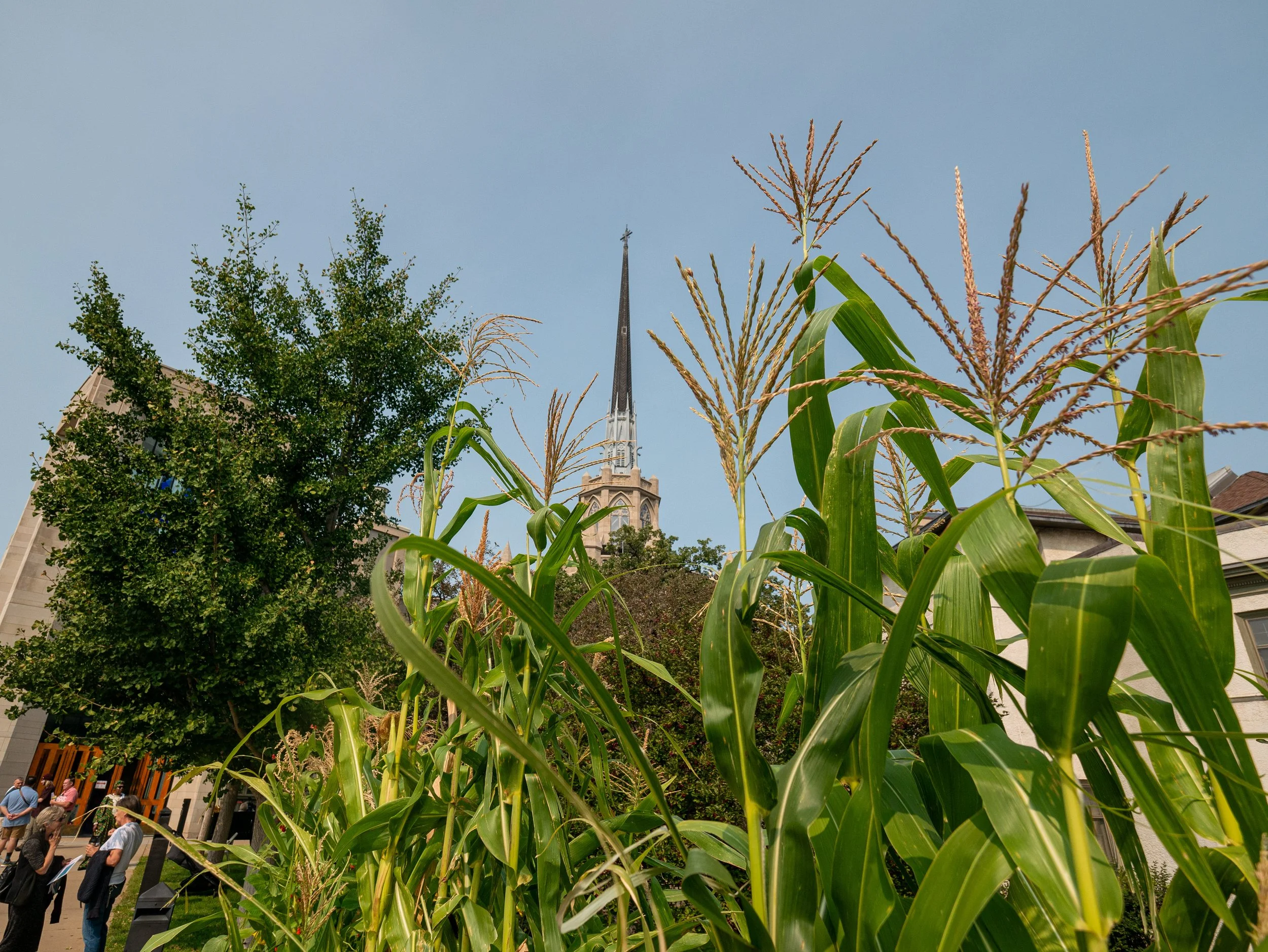 Scene of a church steeple visible behind tall corn stalks and trees, with a small crowd of people gathered at the bottom.