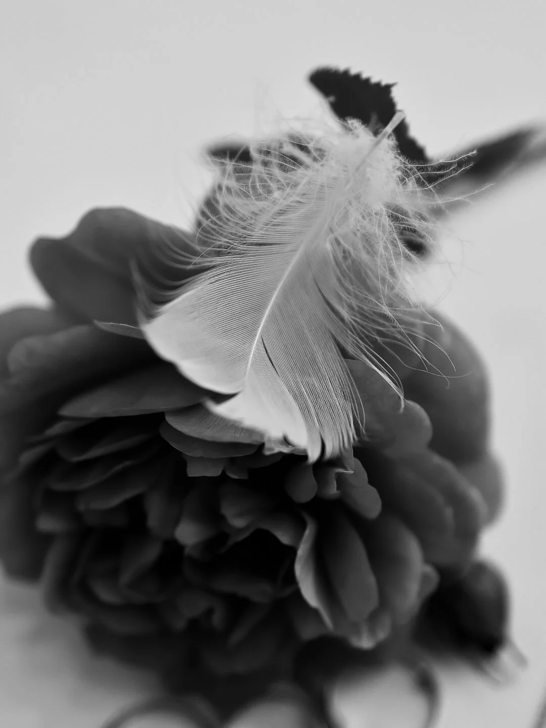 A black and white close-up photograph of a delicate feather resting on a flower, with the feather's fine details and soft texture prominently visible.
