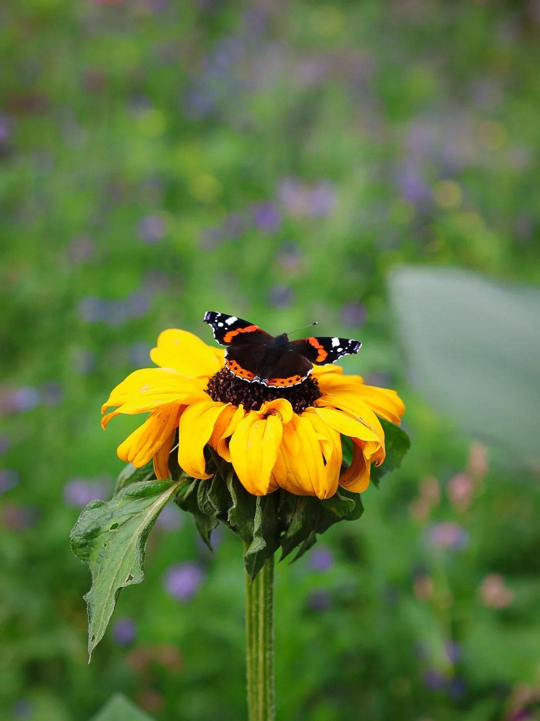 A butterfly with black, white, and orange wings perched on a yellow flower, with a blurred green and purple background.