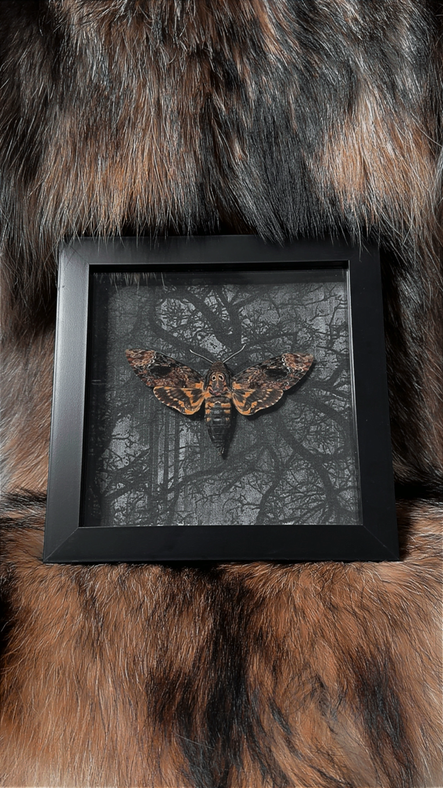 Framed Death’s-head Hawkmoth - Small