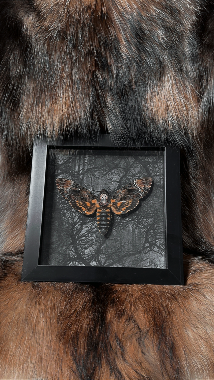 Framed Death’s-head Hawkmoth - Large