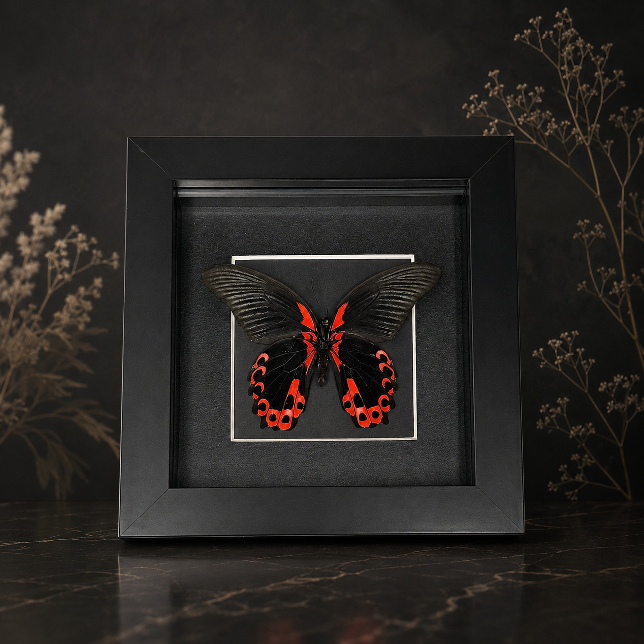 A framed butterfly display with black and red butterfly inside a black shadow box, placed on a dark surface with dried plants in the background.