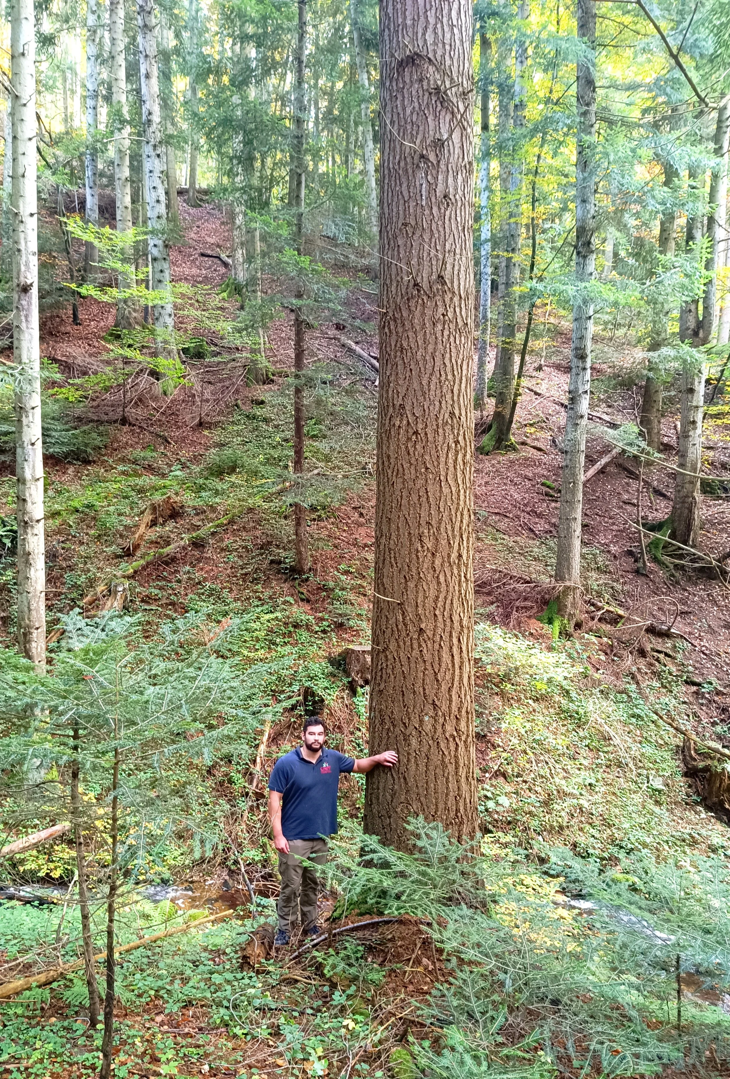 Gestionnaire forestier au pied d’un grand arbre dans un peuplement forestier en Haute-Loire