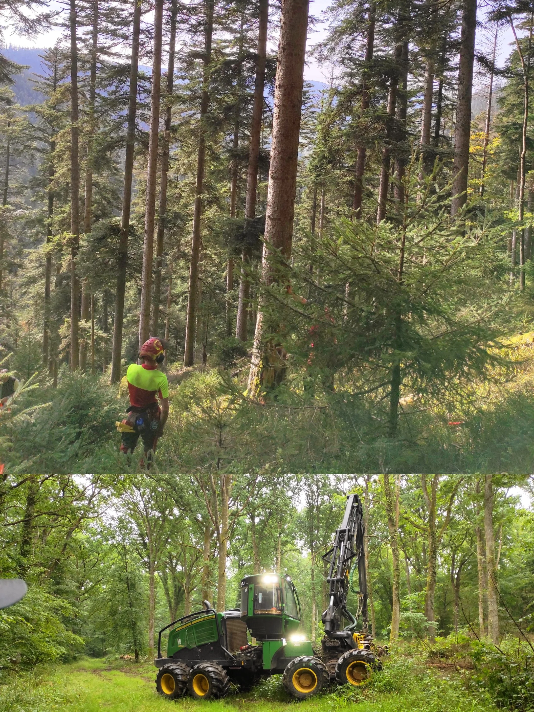 Comprendre les différentes interventions en forêt : coupes et travaux