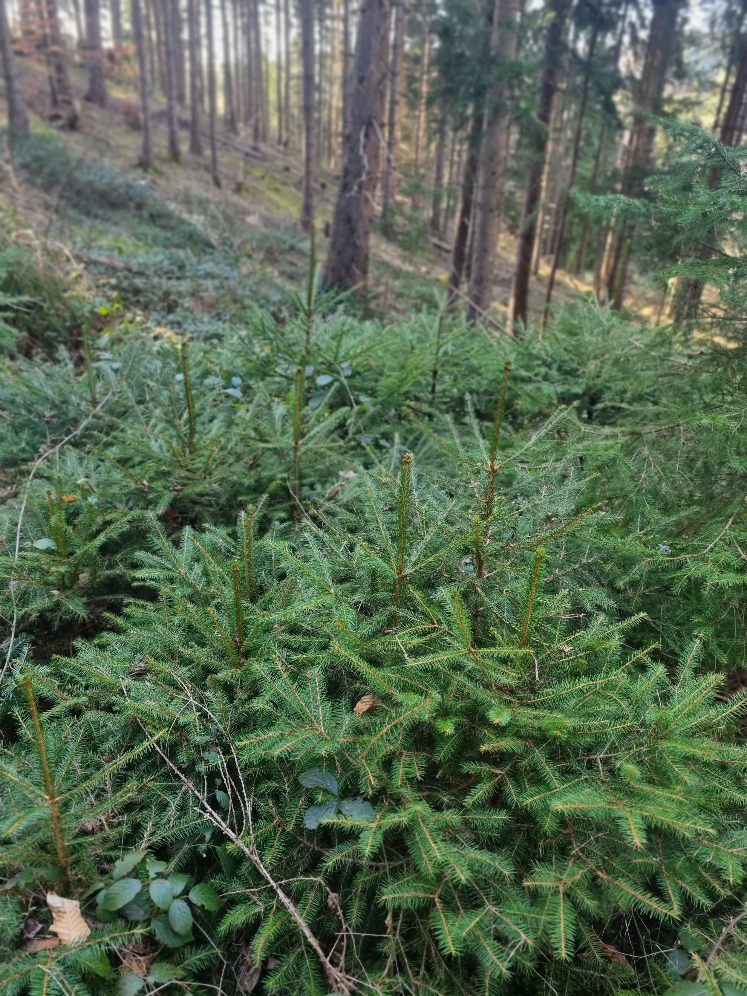 régénération naturelle sous couvert forestier après ouverture du peuplement