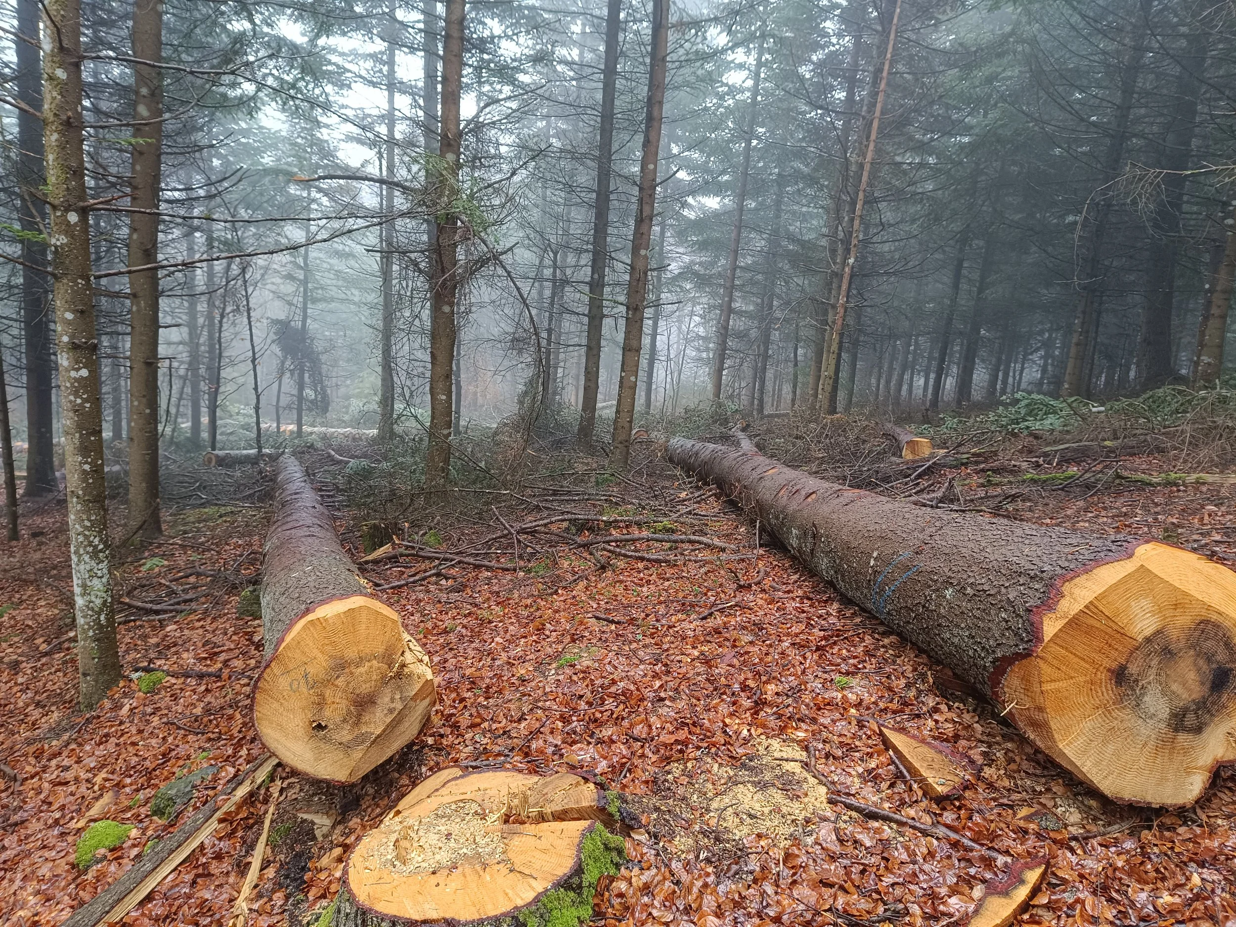 arbres abattus manuellement pour une éclaircie favorable à la régénération