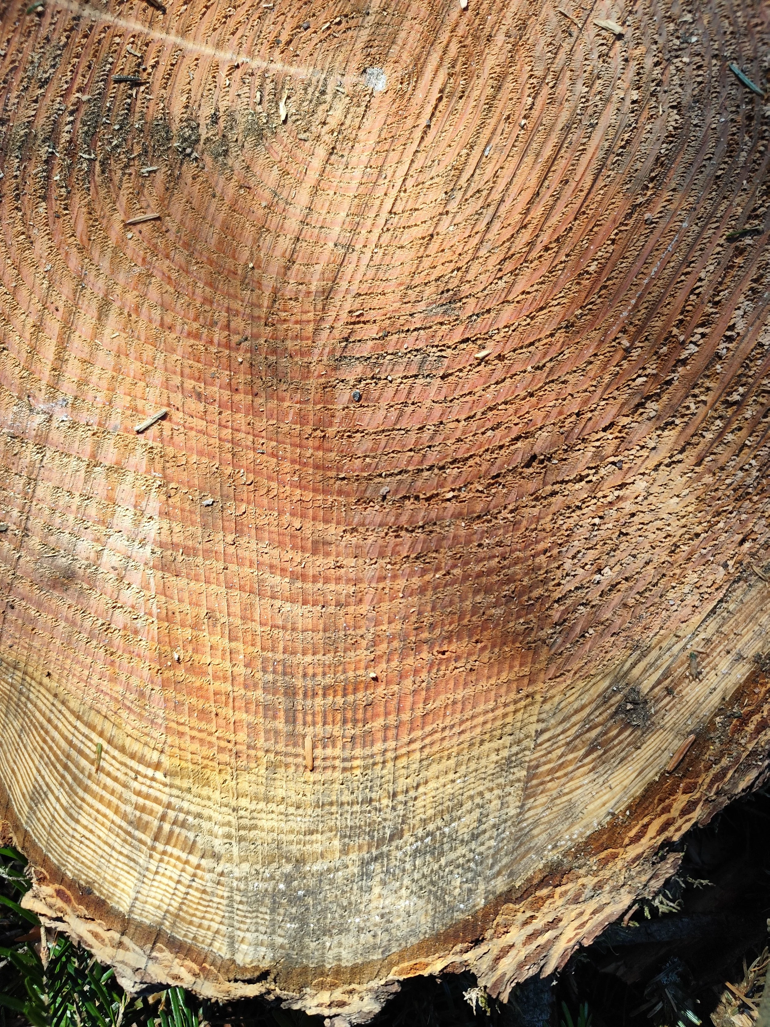 accroissement d'un arbre