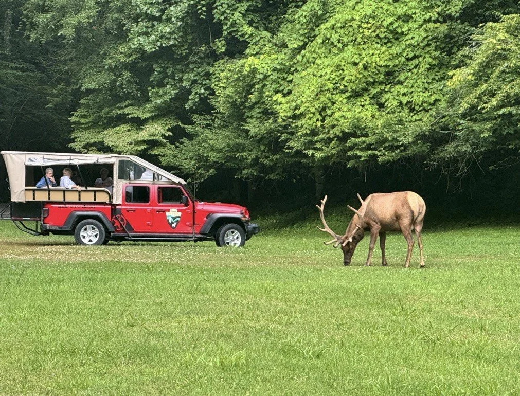 A red vehicle with an open-top roof and safari-style seating, parked on a grassy field near trees, with a large deer grazing nearby.