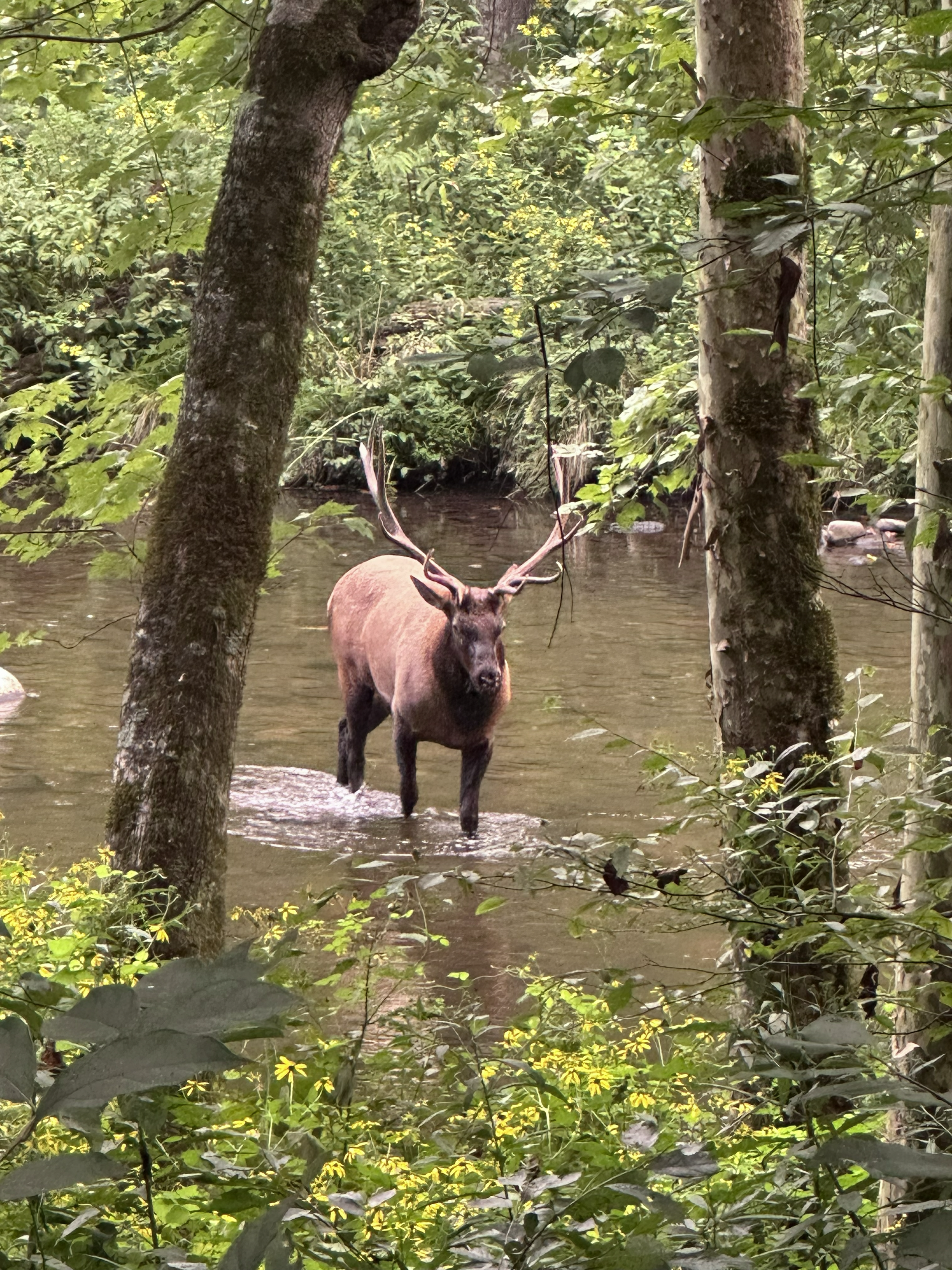 A moose standing partially submerged in a creek surrounded by dense green forest trees and foliage.