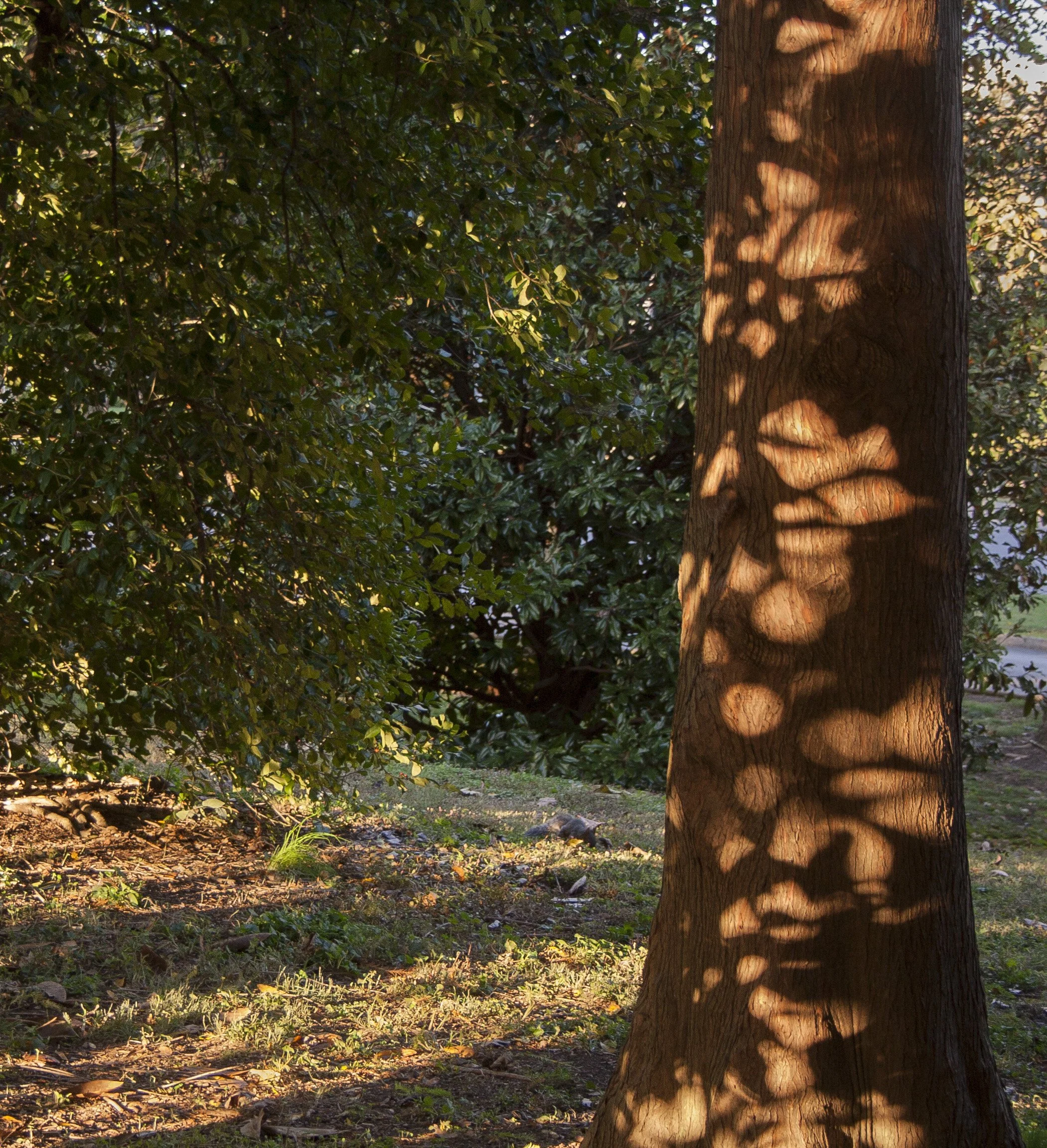 Tree trunk with sunlight casting shadow patterns on the bark surrounded by green foliage in a natural outdoor setting.