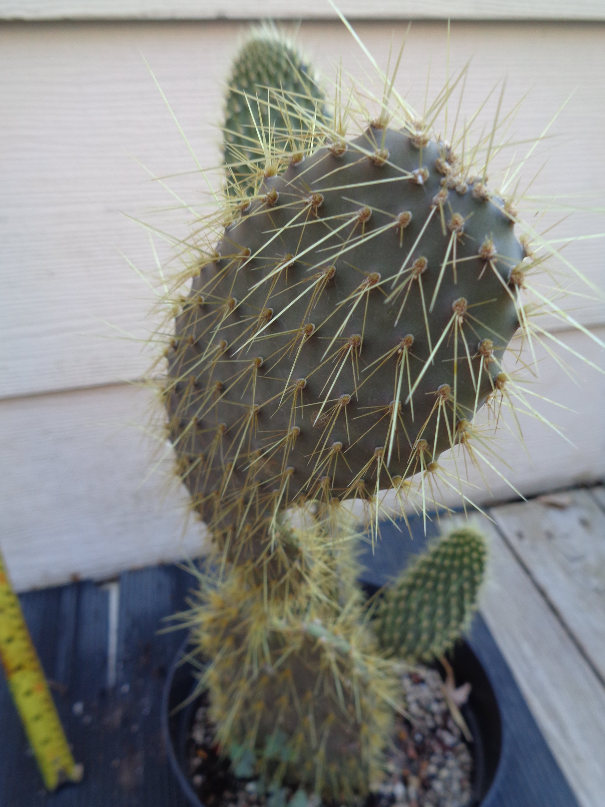 Opuntia Echios